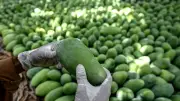 تراجع صادرات المانجو الباكستانية 30% بسبب الاضطرابات والتضخم