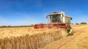 طلب إحاطة برلماني لتحقيق الاكتفاء الذاتي من القمح وتعزيز الأمن الغذائي