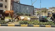محافظ بورسعيد يأمر بإجراءات حاسمة لمواجهة ظاهرة المواشي الهائمة بالشوارع