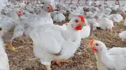 أسعار الفراخ البيضاء اليوم في بورصة الدواجن وتوقعات بارتفاعها خلال شهر