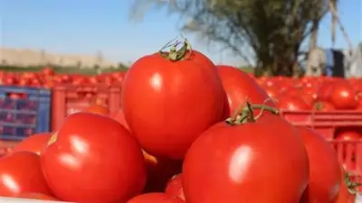 طرق فعالة لحفظ الطماطم طازجة لأطول فترة في الثلاجة
