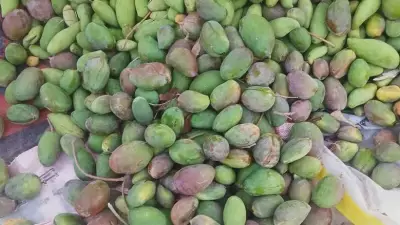 خطوة واحدة لإنقاذ المانجو والموالح من تساقط الثمار في الحر