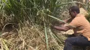 استنفار في قرية القراقرة بعد وفاة سيدة وطفل بلدغات كوبرا وحملة طب بيطري