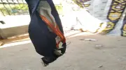 ضبط سماعة غش على هيئة حزام داخل لجنة ثانوية عامة في نجع حمادي بقنا