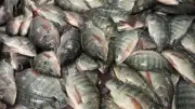 أسعار السمك اليوم الأحد 5-7-2026.. البلطي يبدأ من 76 جنيها والجمبري حتى 620 جنيها