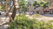 محافظة الجيزة تتعامل مع شجرة خطرة بالعجوزة وتزيل إشغالات بالهرم